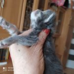 Ambrozja - girl. MCOa22