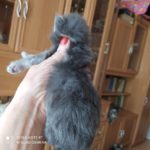 Ambrozja - girl. MCOa22