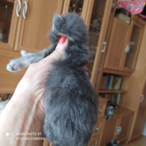 Ambrozja - girl. MCOa22