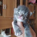 Ambrozja - girl. MCOa22