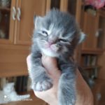 Ambrozja - girl. MCOa22