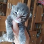 Ambrozja - girl. MCOa22