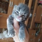 Ambrozja - girl. MCOa22