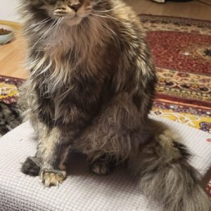 Nicolla