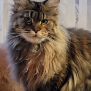 Nicolla