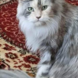 Cara